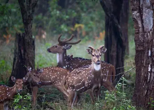 Bandipur, Masinagudi & Ooty: Forest & Hill Escape 2026