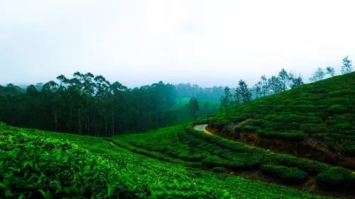 Chikkamagaluru & Sakleshpur Road Trip: 4-Day Adventure 2026