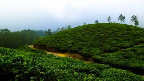 Chikmagalur with Belur & Halebidu Tour Package: 3D2N 2026