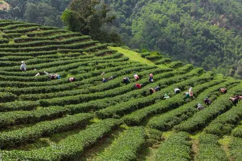 Escape to Coorg: 3 Nights, 4 Days Tour Package 2026