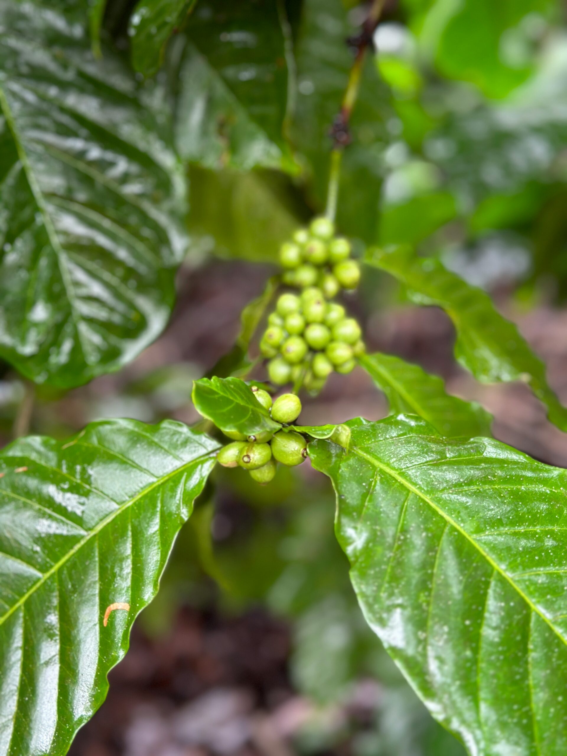 Coorg Backpacking Trip: Scenic Adventure