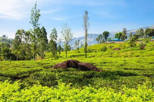 Chikmagalur, Sringeri & Agumbe Tour Package: 4 Days 2026