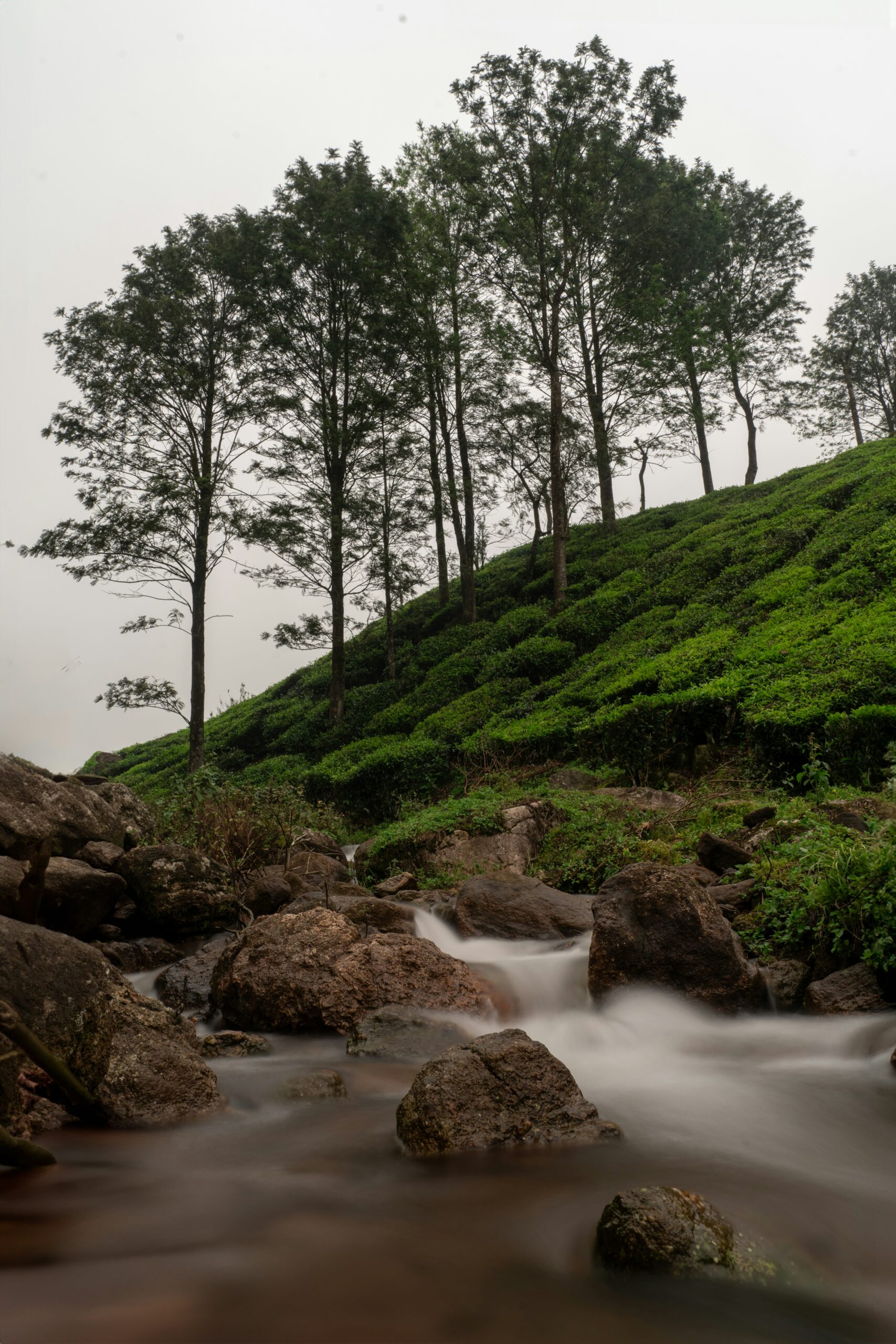 Munnar Tour Packages from Bangalore