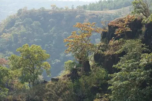 Edakkal Caves & Wayanad Tour: 2 Nights, 3 Days 2026
